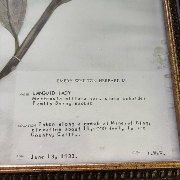 Vintage 1933 Framed Botanical Print with Brown Leaves - Picture 2 of 6